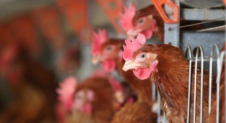 Avian flu reappears in Cambodia UN health agency warns