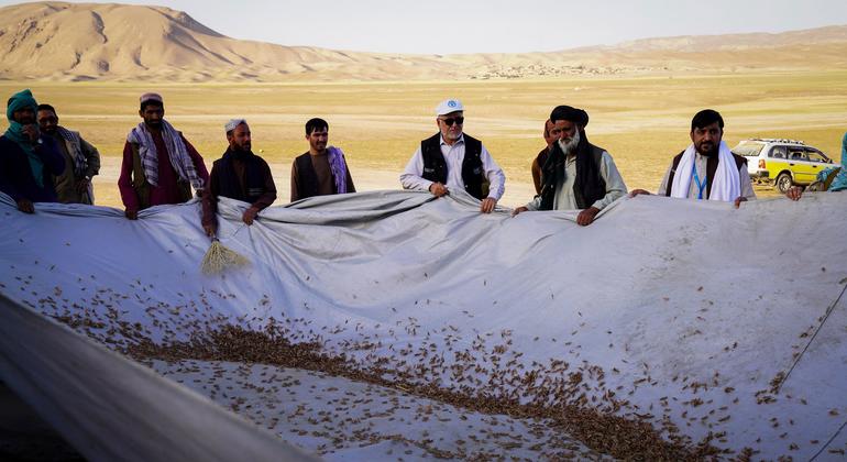 Locust outbreak in Afghanistan threatens wheat harvest
